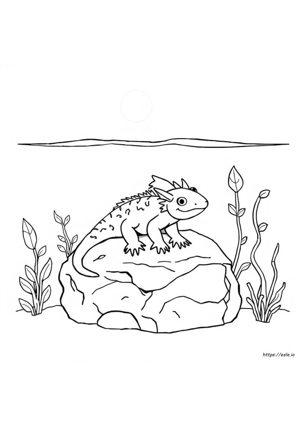 Axolotl Da Colorare E Stampare