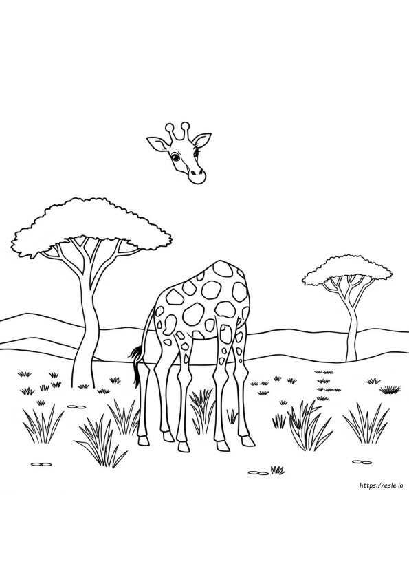Zwart-Witte Giraffe Kleurplaat