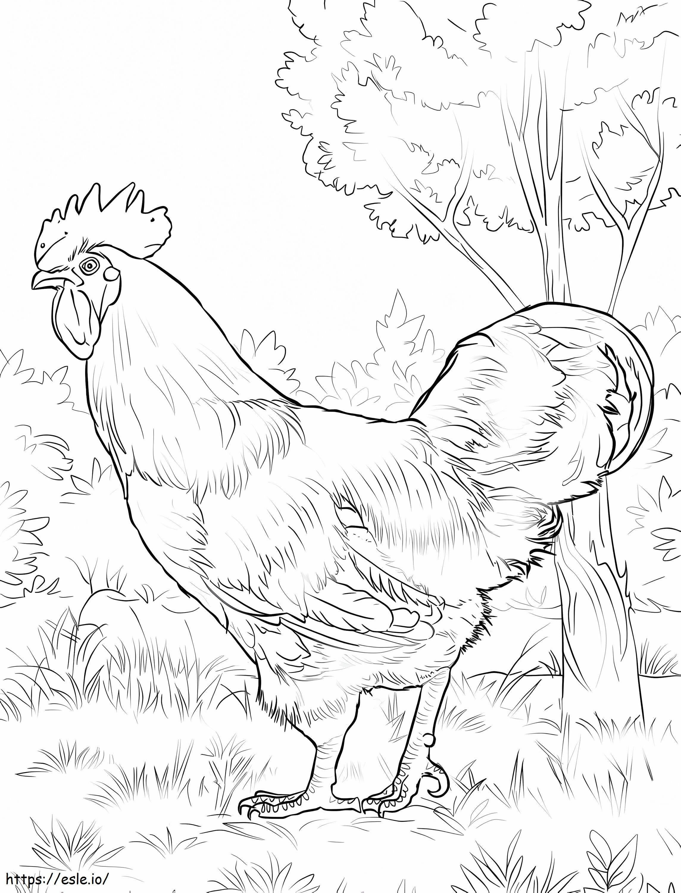 Rhode Island Red Rooster coloring page