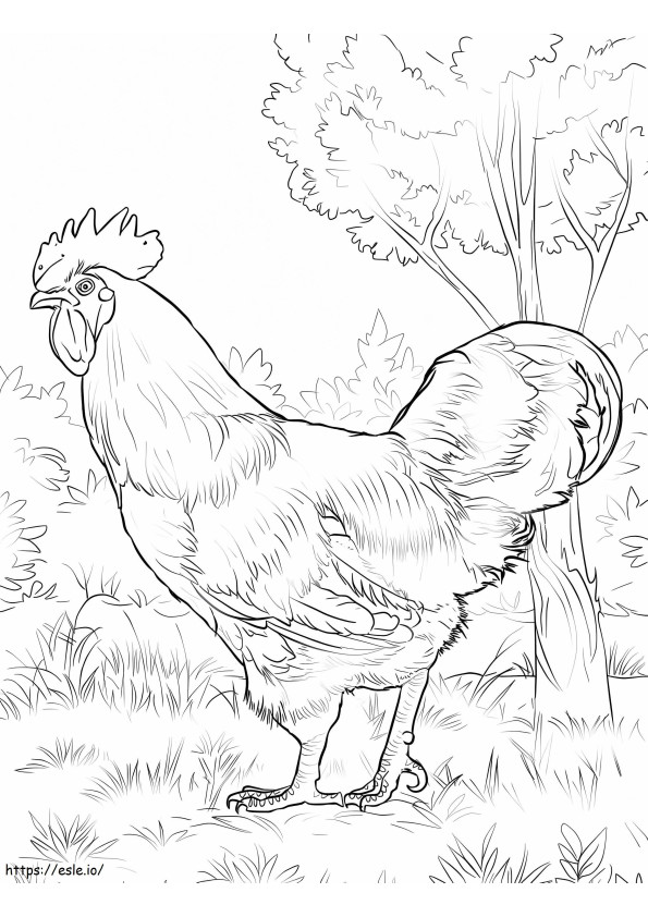 Rhode Island Red Rooster coloring page