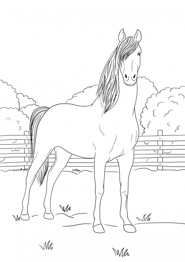 O pagină de colorat a unui cal Morgan în picioare, care poate fi descărcată gratuit pentru copii
