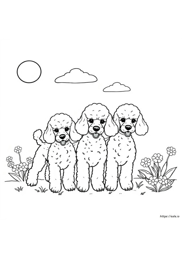 Caniches Para Colorear
