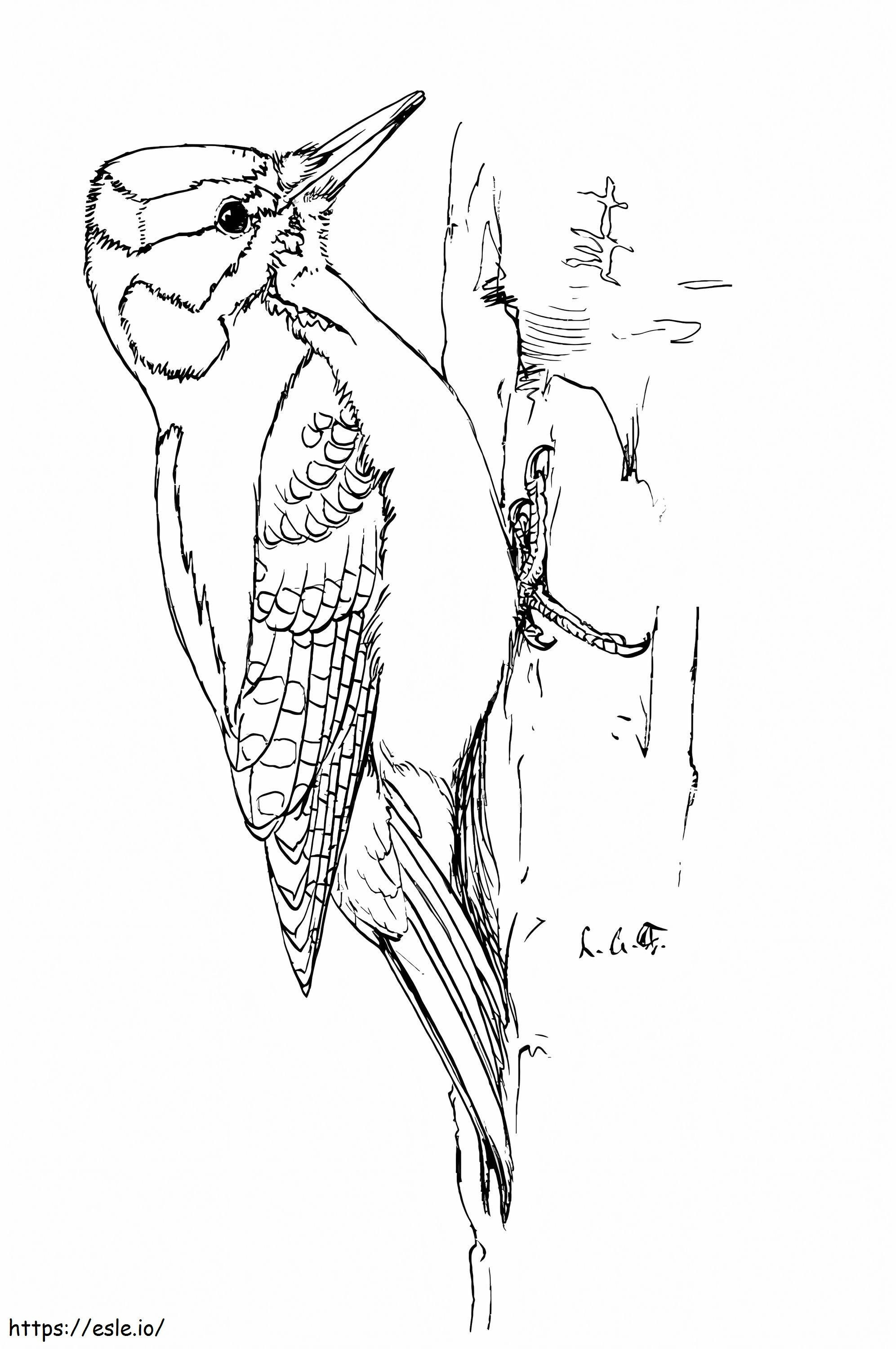 Hairy Woodpecker coloring page