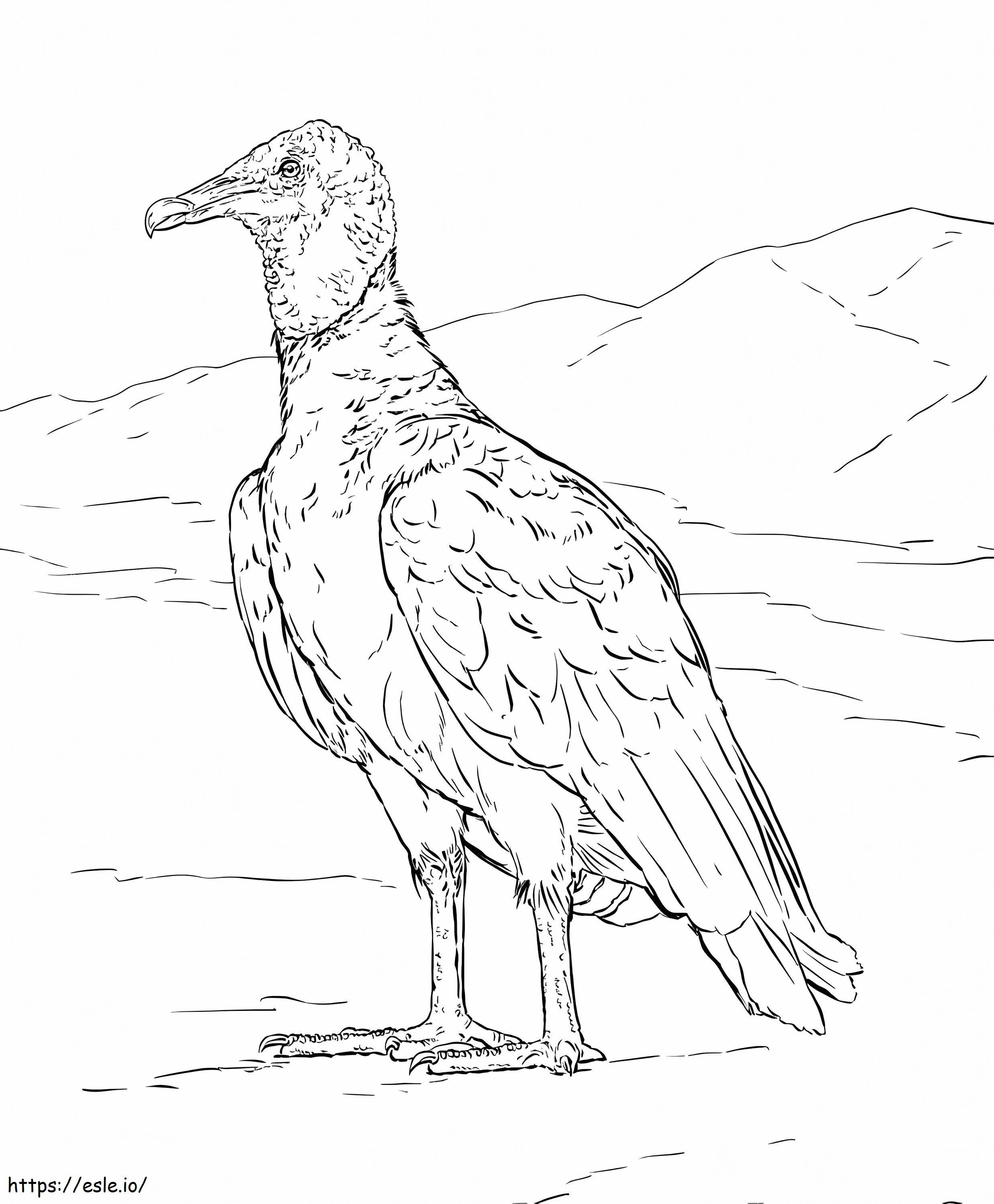 Black Vulture coloring page