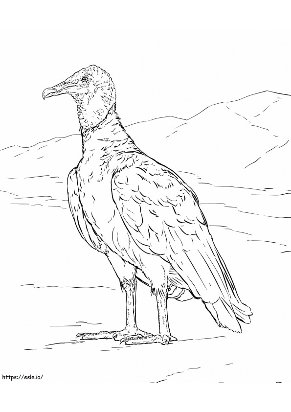 Black Vulture coloring page
