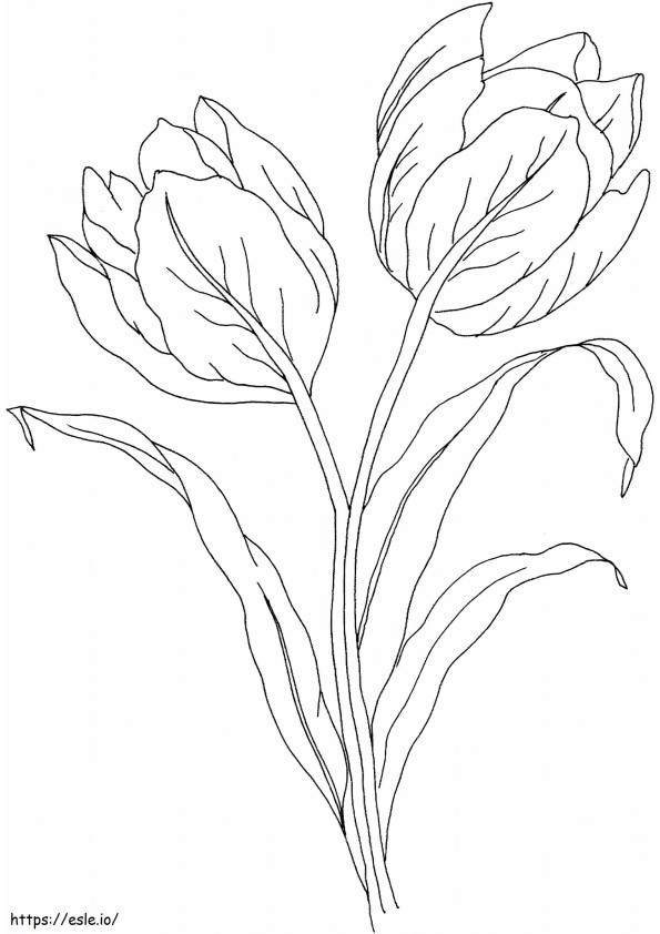 linda tulipa para colorir