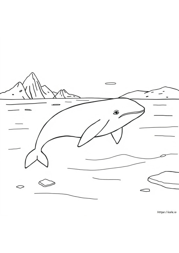 Laman Mewarnai Paus Beluga