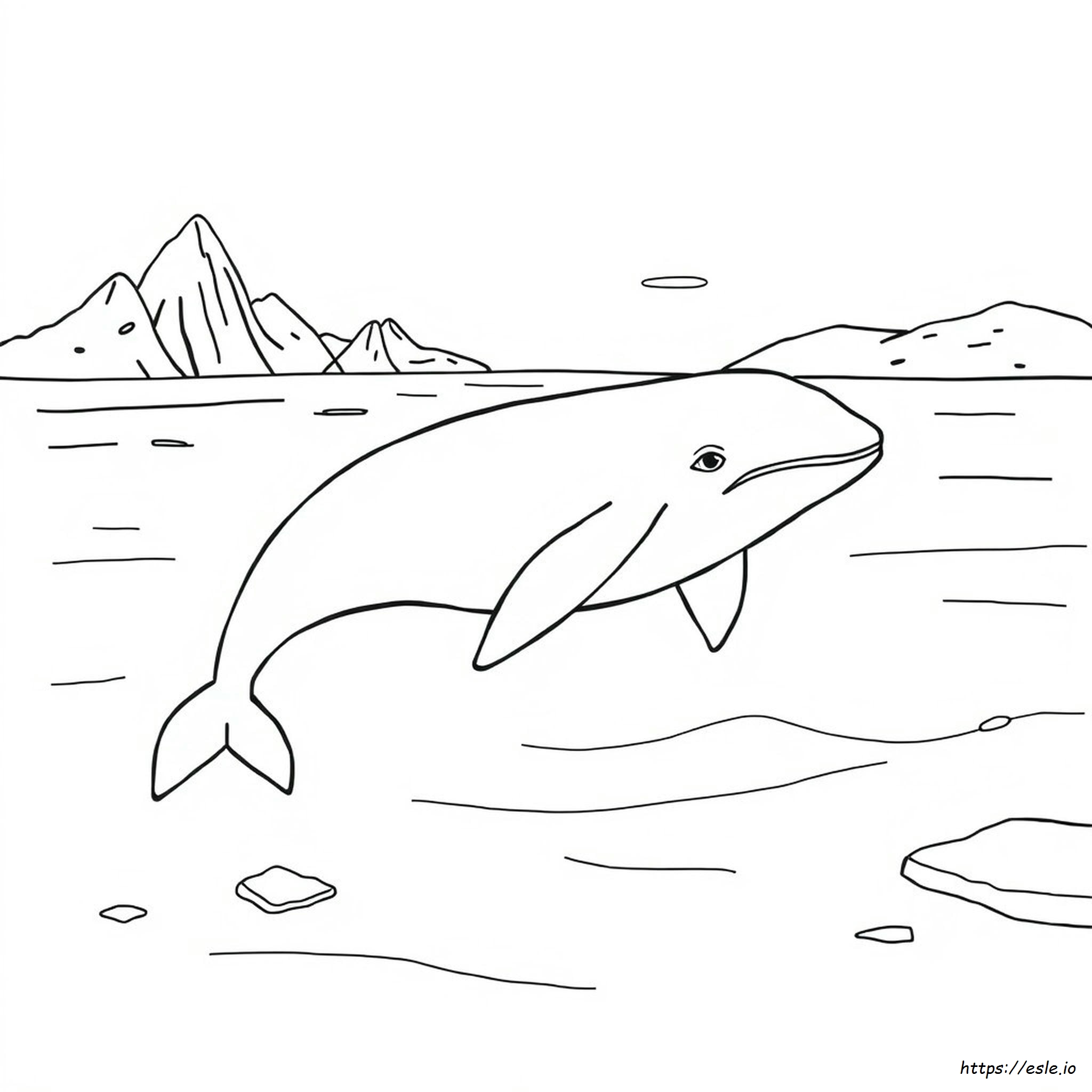 Balena Beluga Da Colorare