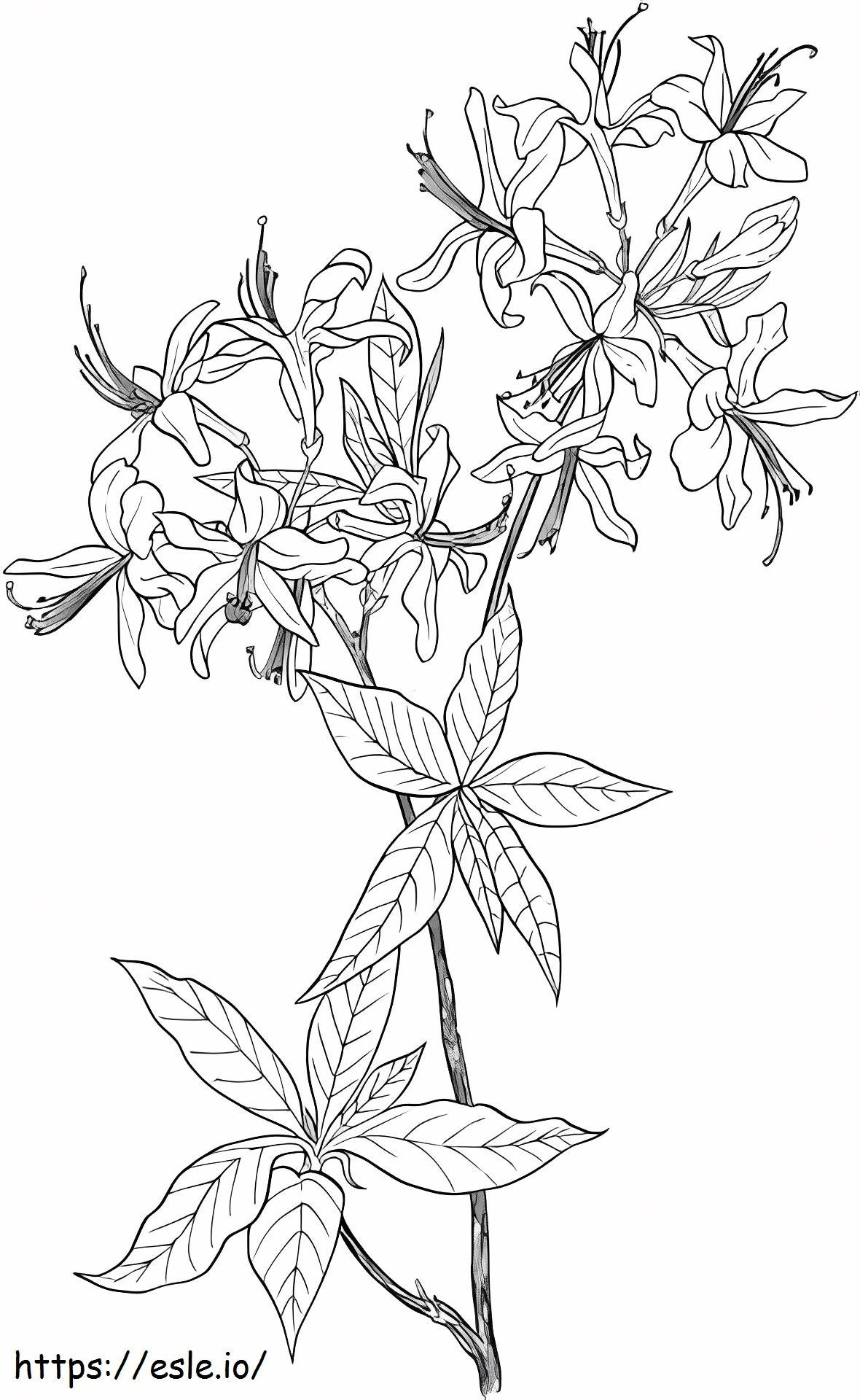 _Azalea Rhododendron Wildflower para colorir