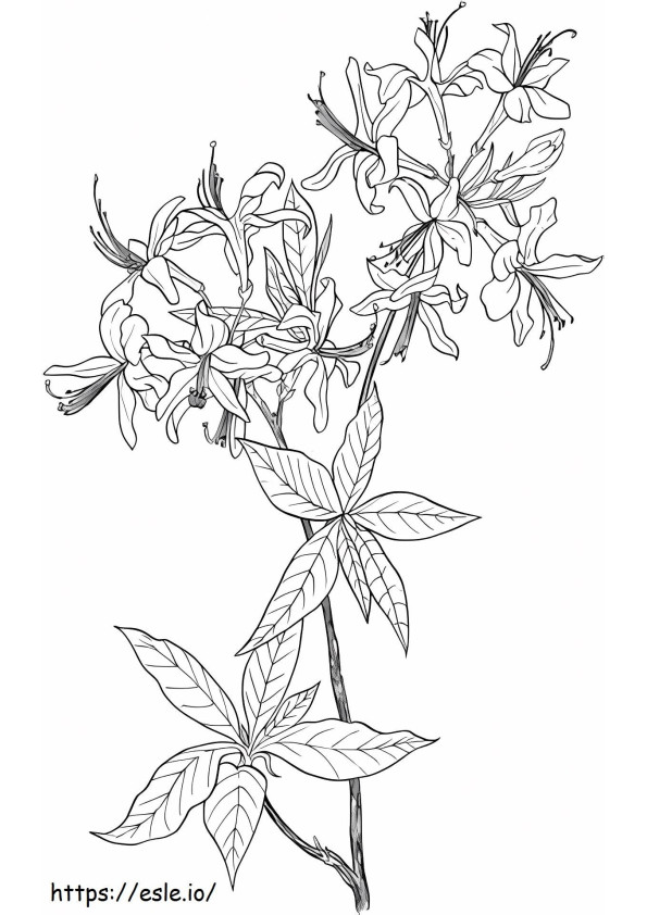 _Azalea Rhododendron Wildflower de colorat