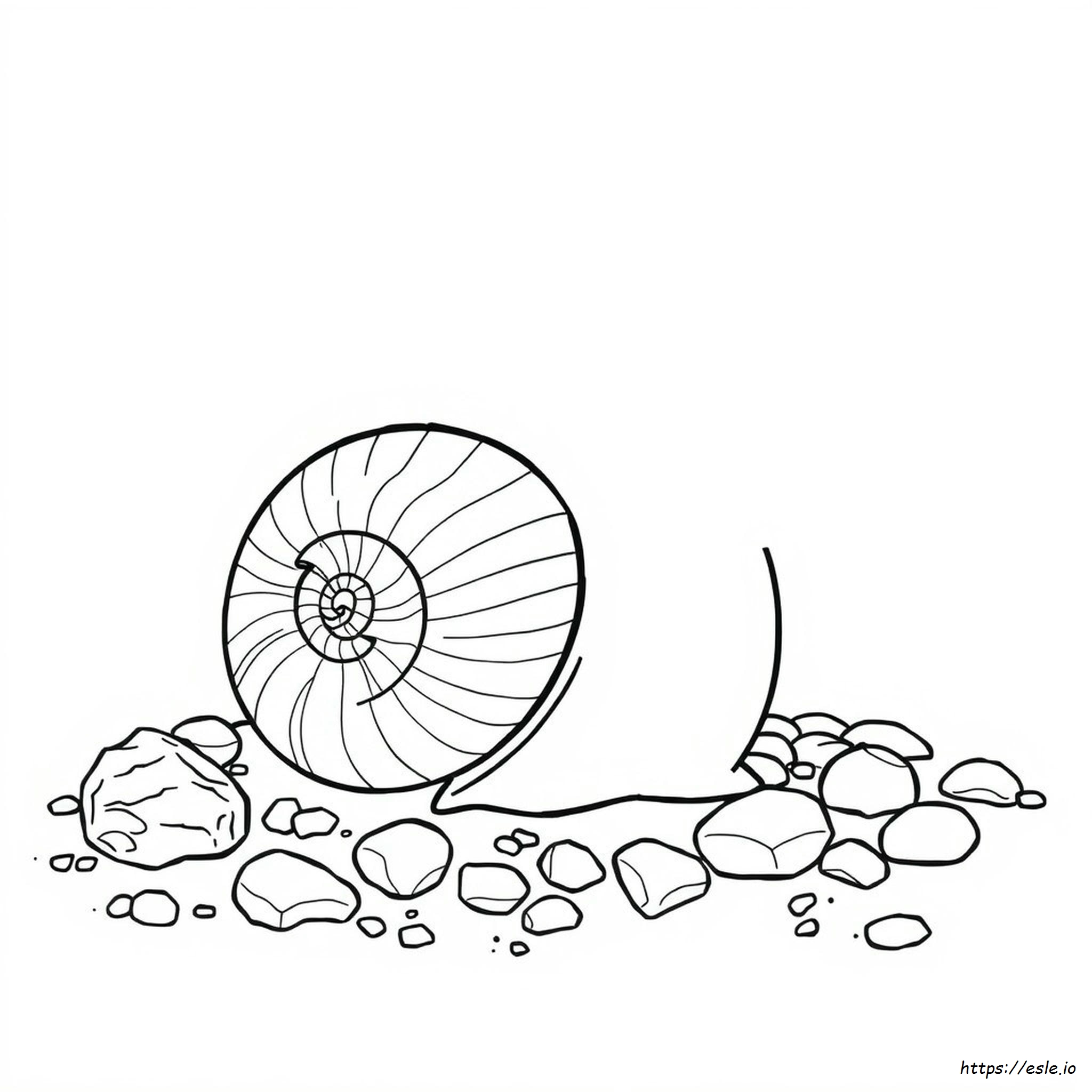Di Che Colore È L'ammonite?
