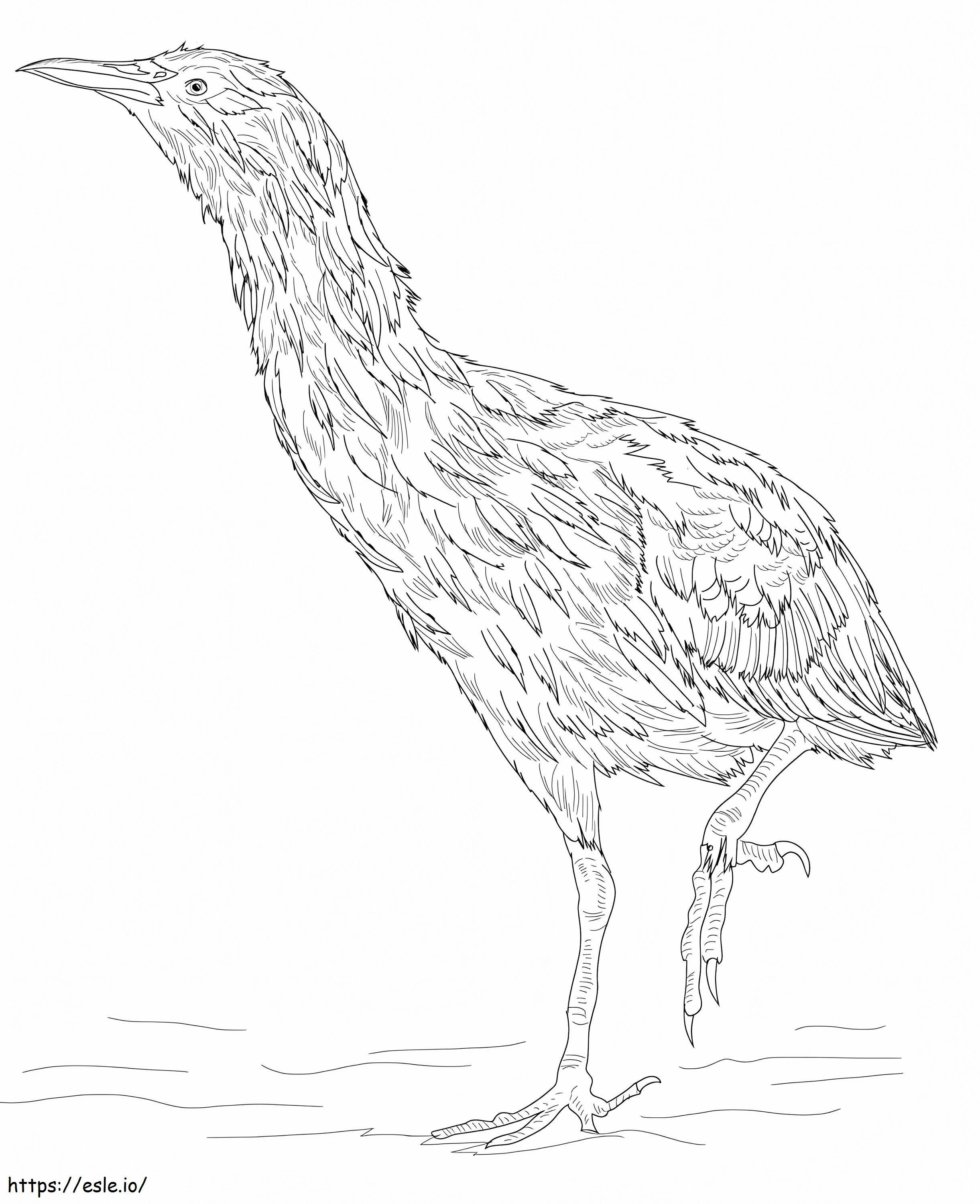 Australasian Bittern coloring page