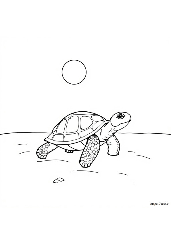 Schildpad Kleurplaten
