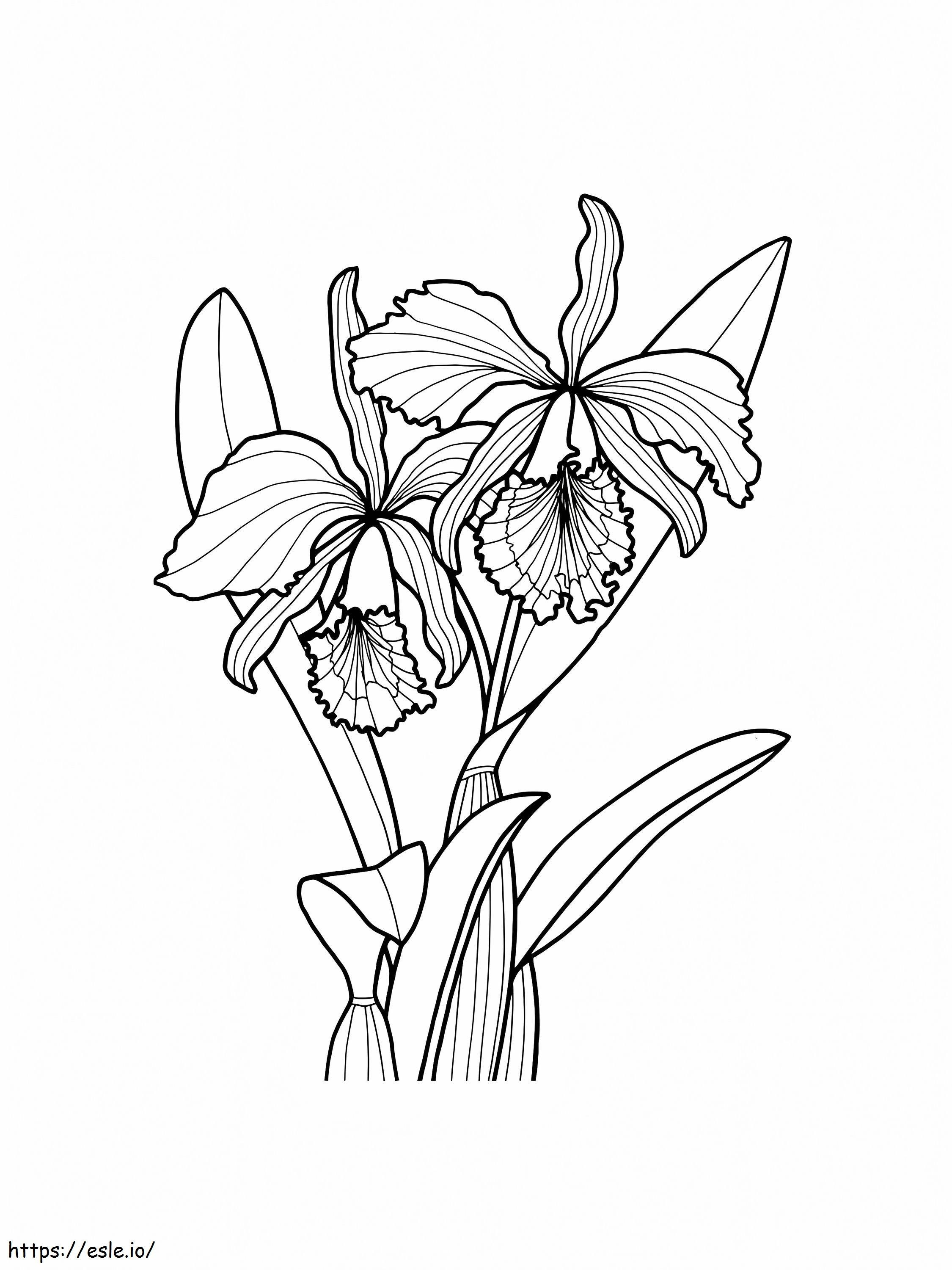 Orchid Flower Printable coloring page