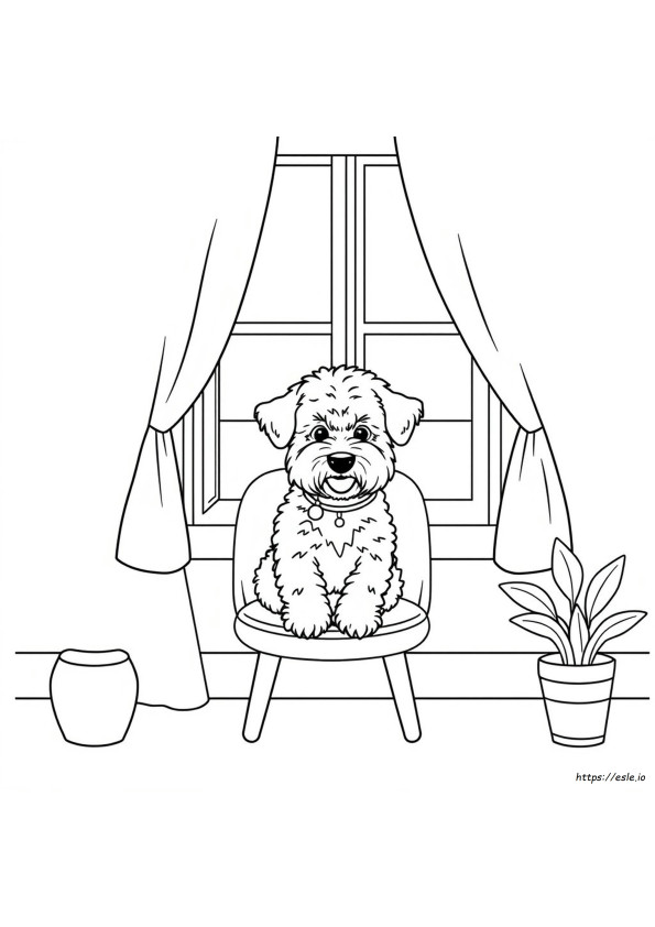 Bichon Frise Kleurplaten