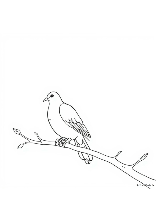 Burung Merpati Gambar