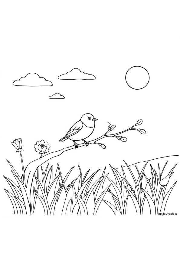 Pájaros Para Colorear