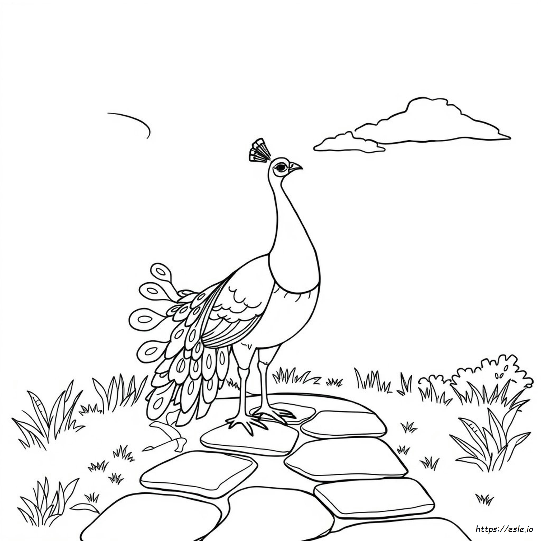 Colouring Images Of Peacock