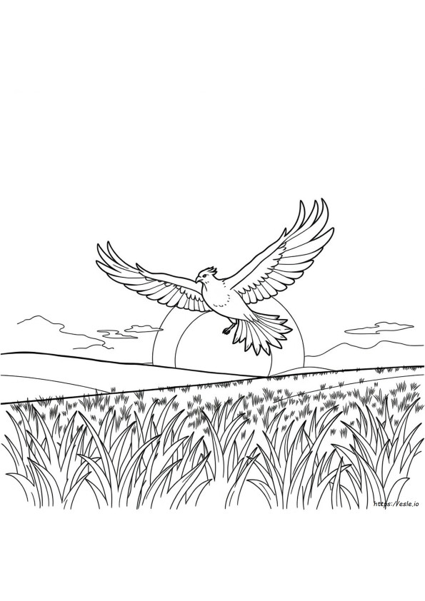 Phoenix Coloring Pictures