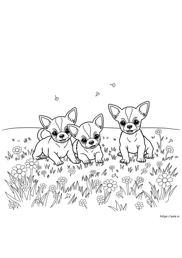 Anak Anjing Chihuahua Gambar Mewarnai