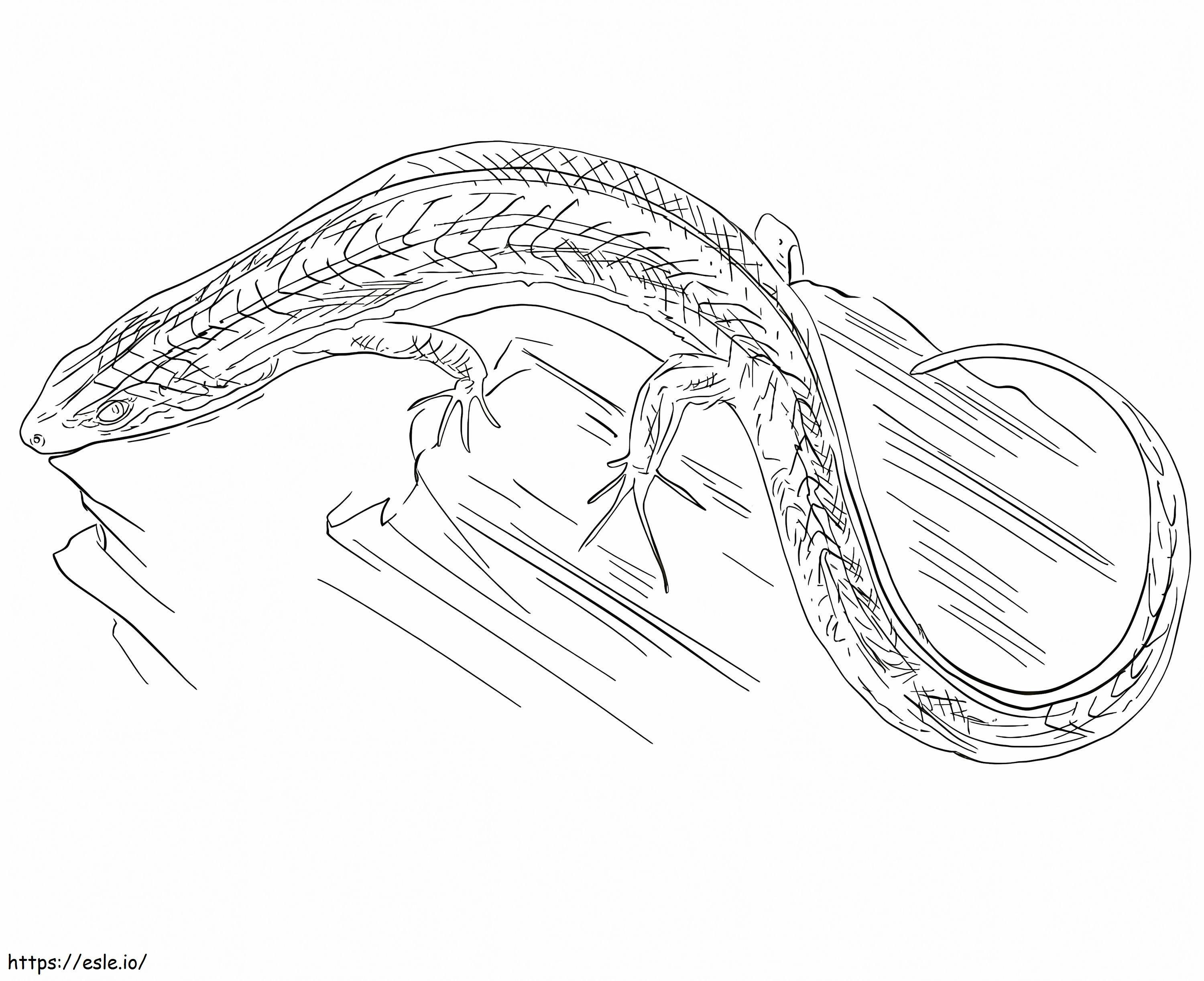 Chevron Skink coloring page