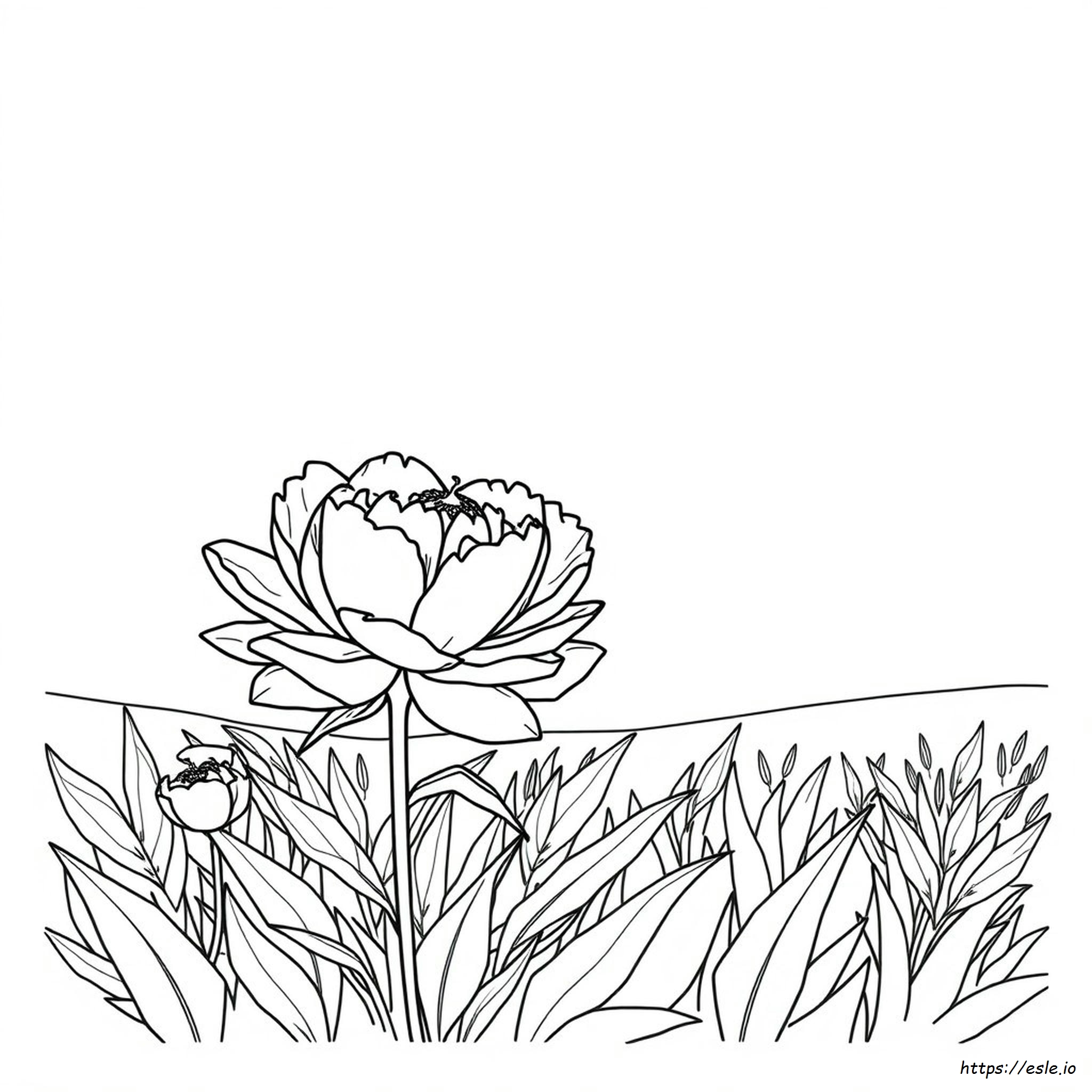 Indiana State Flower Coloring Page