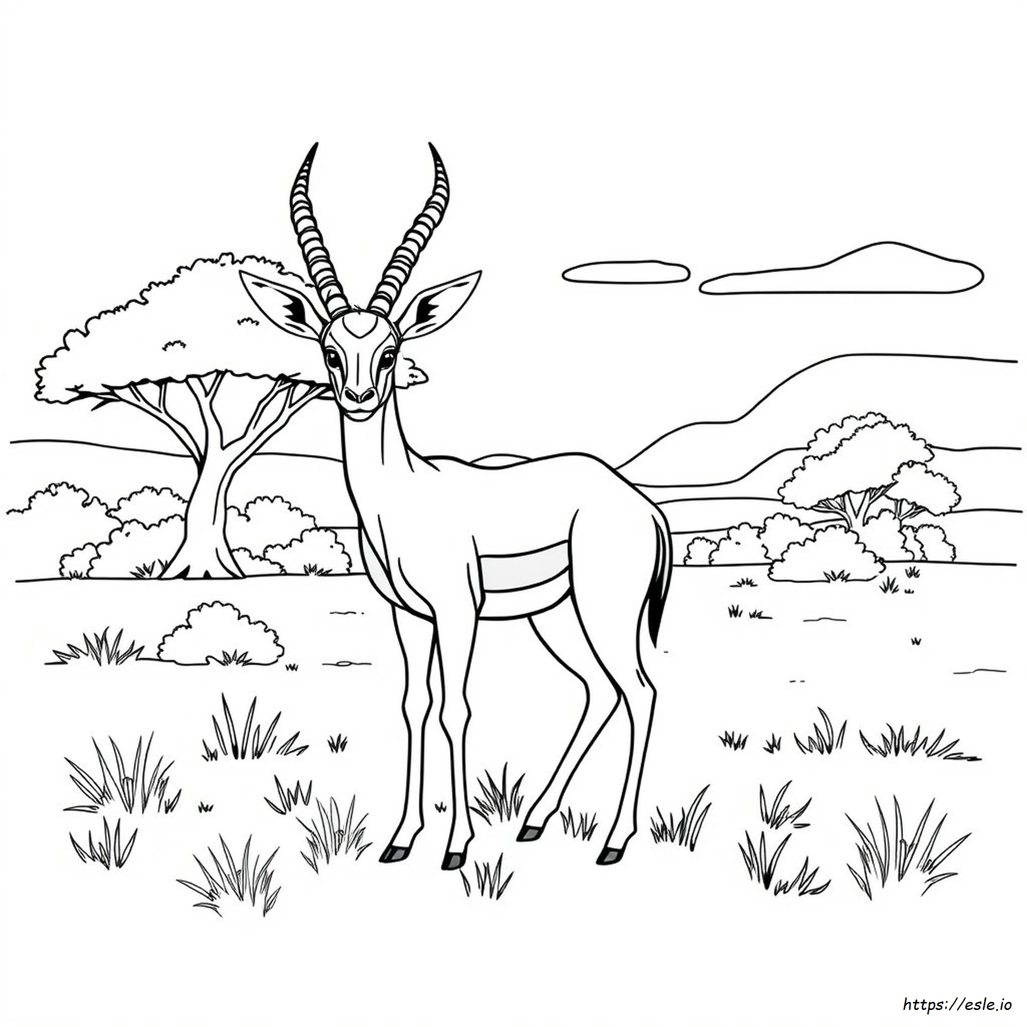 Gazelle Coloring Page