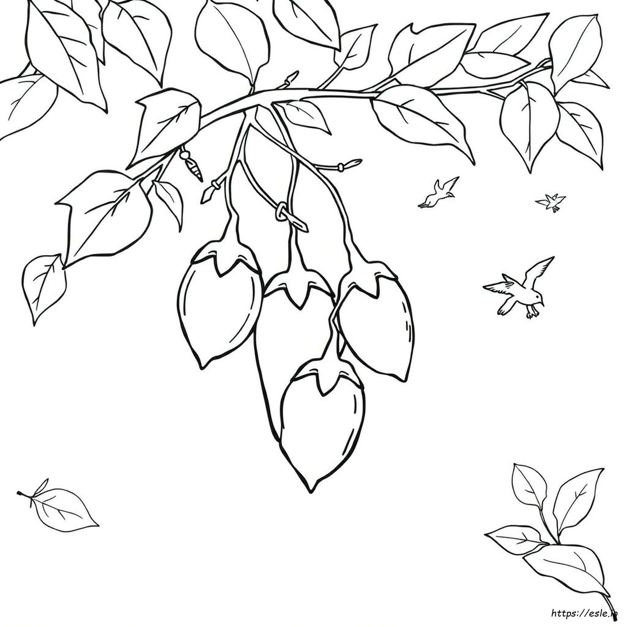 Coloring Brinjal Clipart Black And White