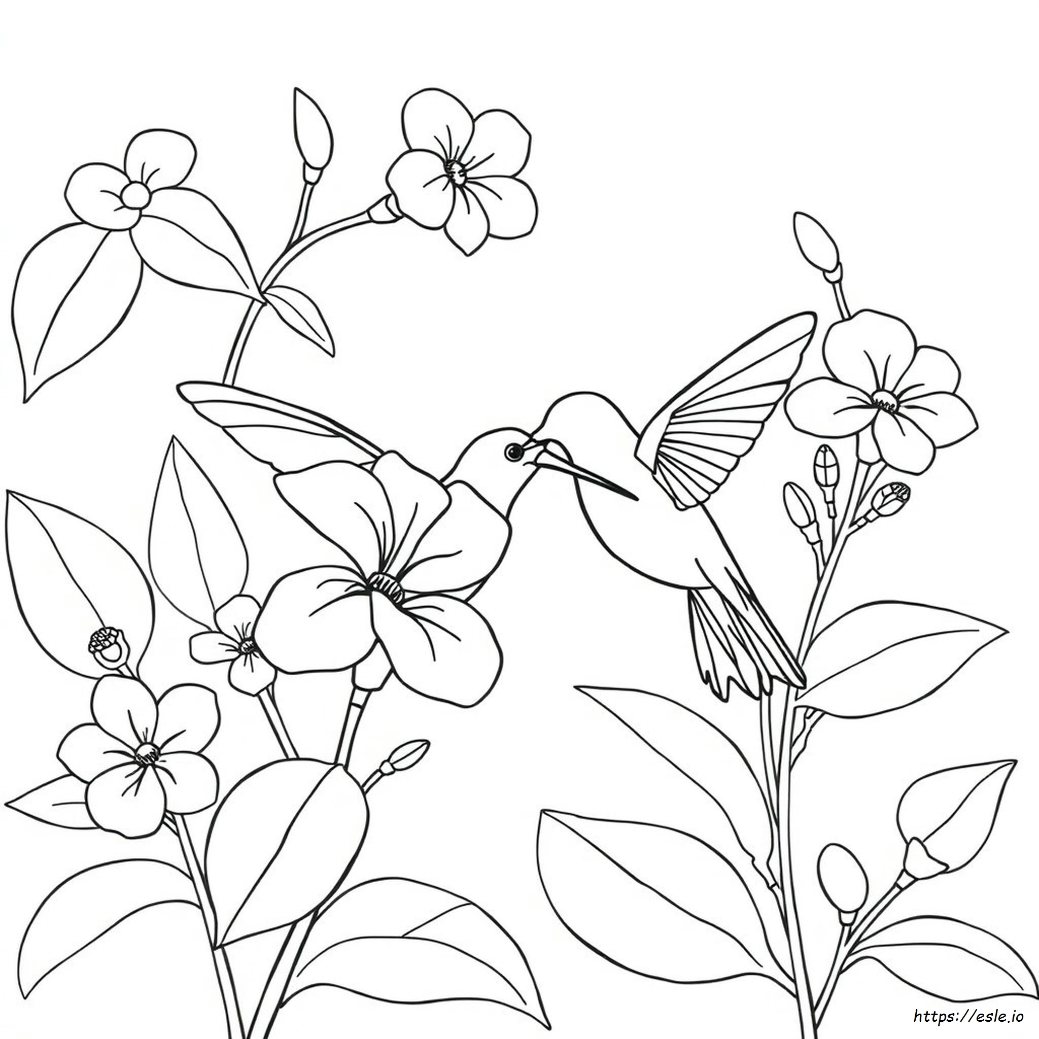 Dibujos Para Colorear De Colibríes