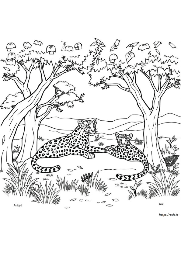 Leopard Colouring Sheet
