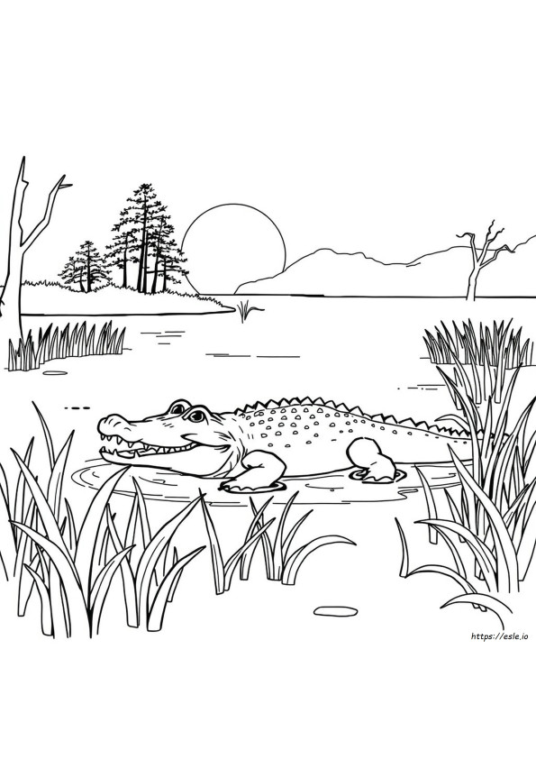 Free Coloring Pages Of Alligators