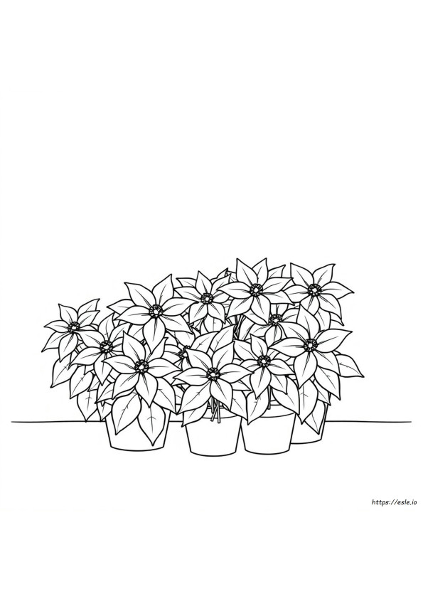 Berbagai Warna Poinsettia