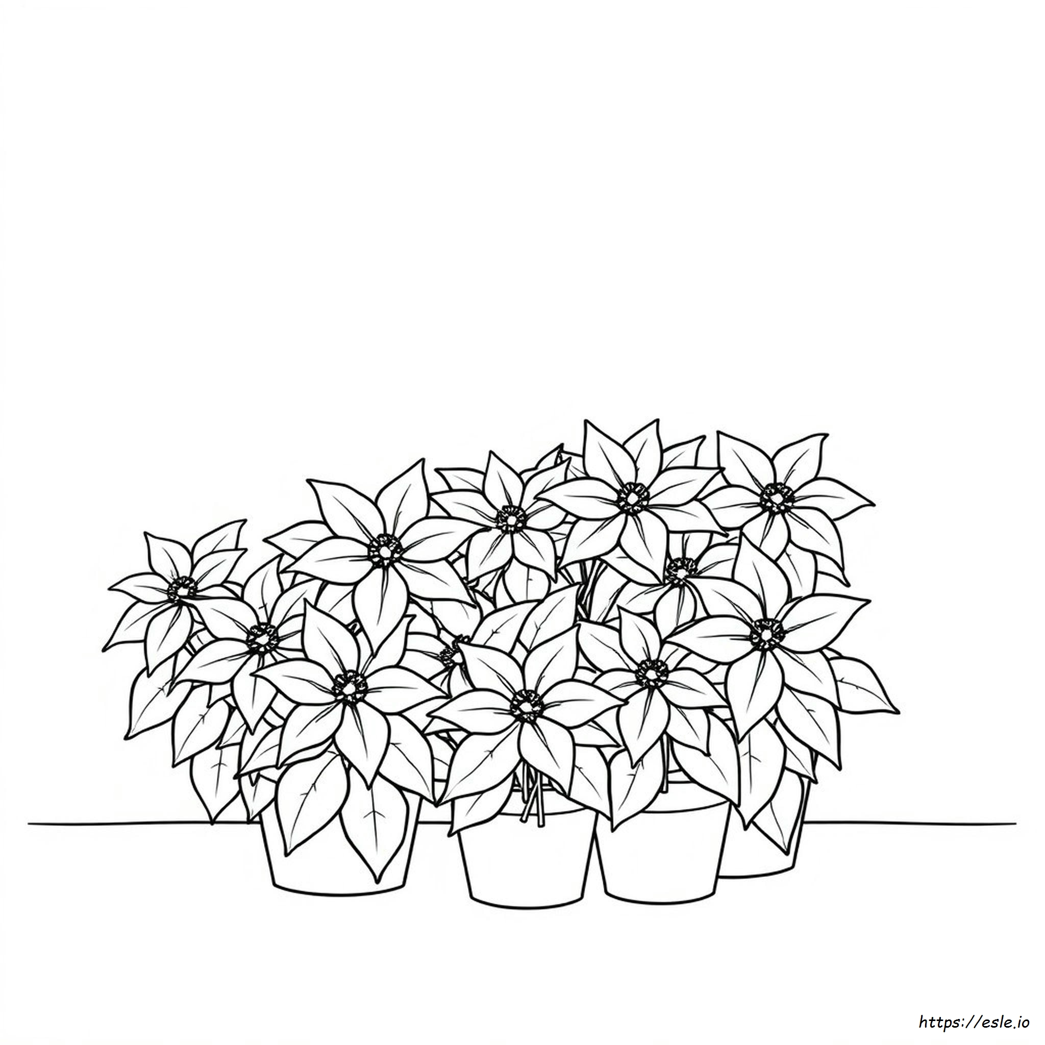 Different Colors Of Poinsettias