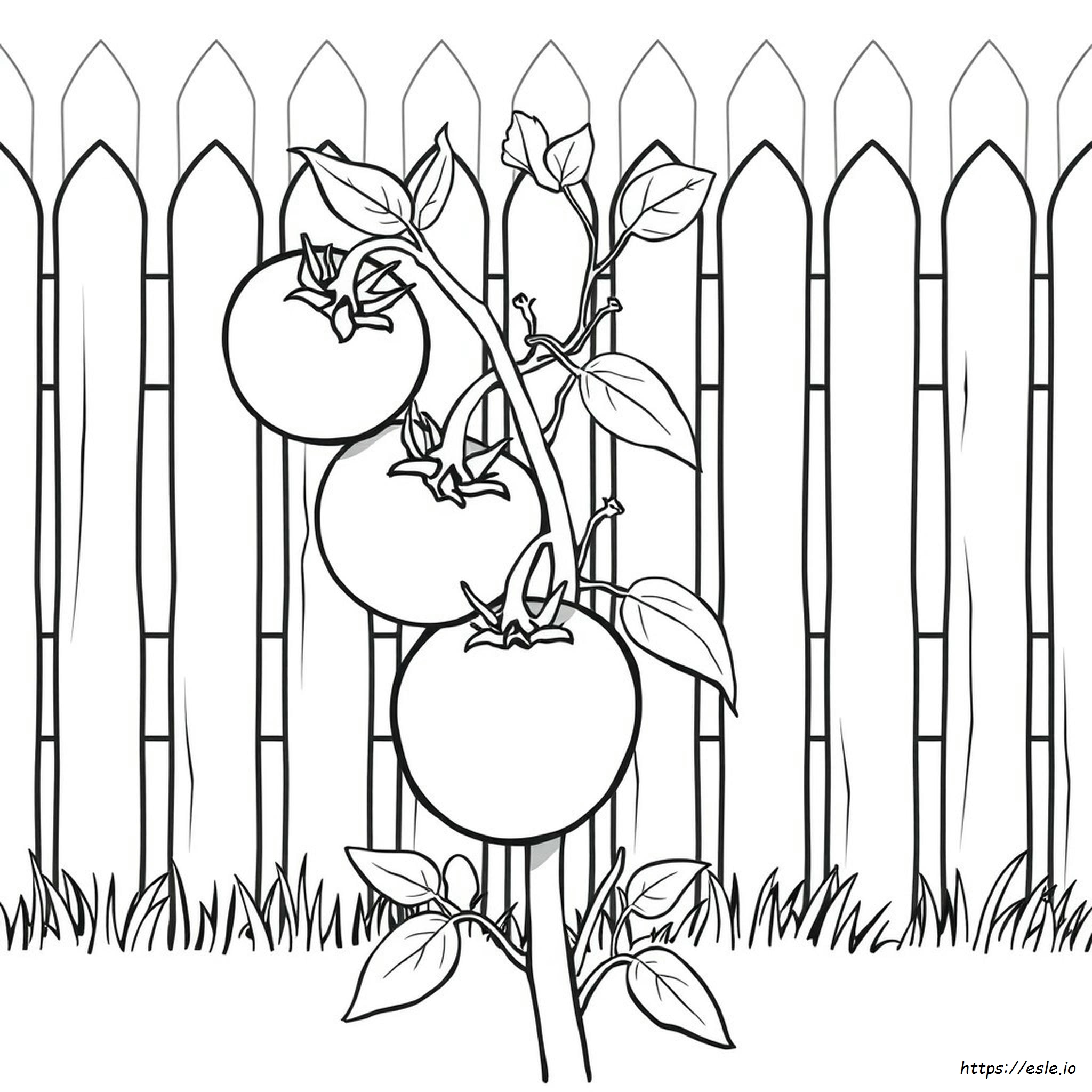 Pomodoro Da Colorare