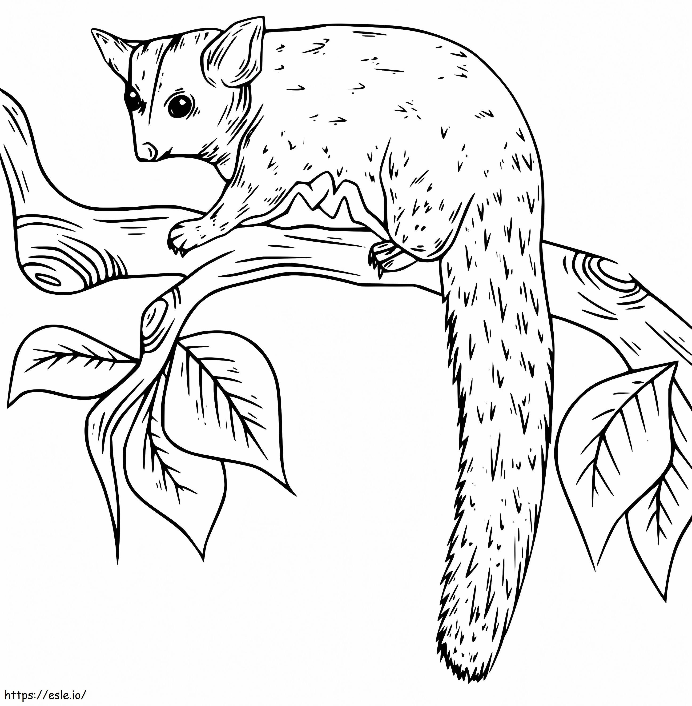 Sugar Glider On A Branch coloring page