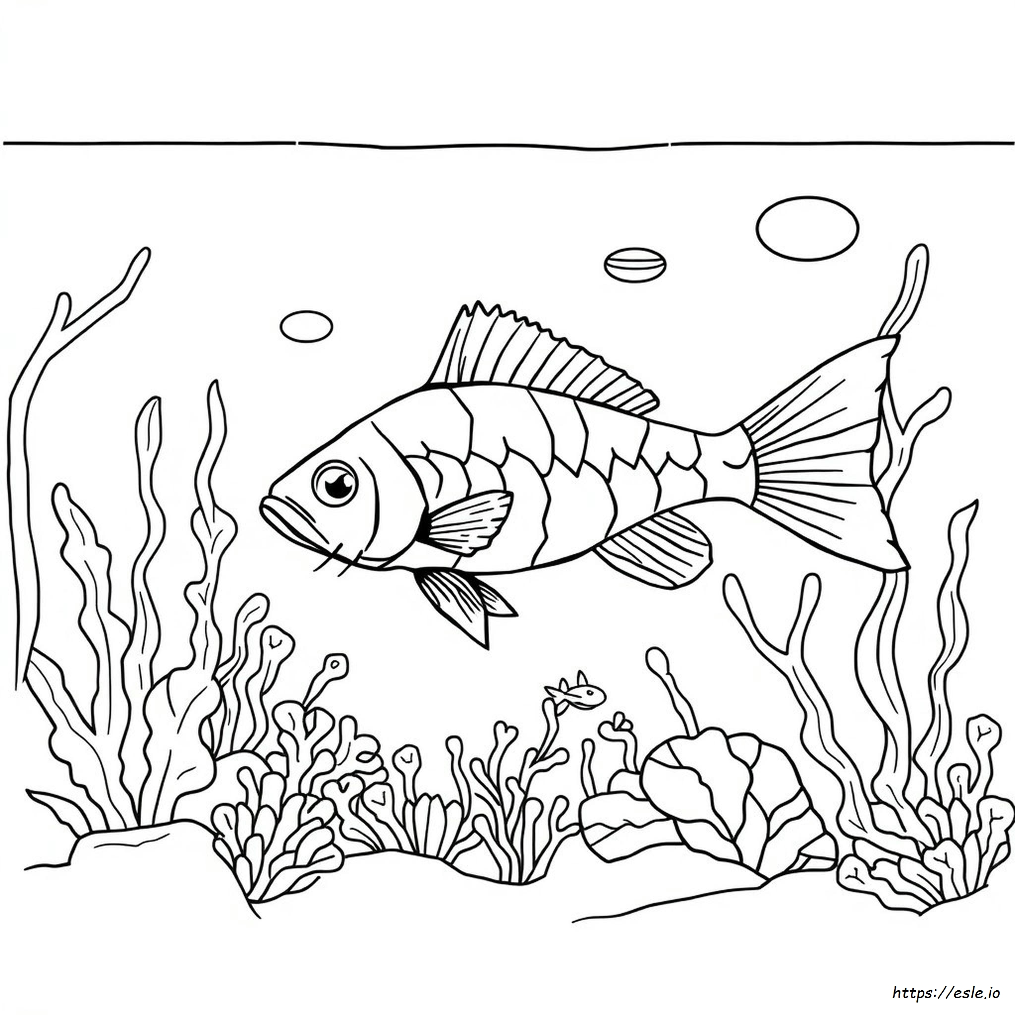 Red Tail Catfish Coloring Page