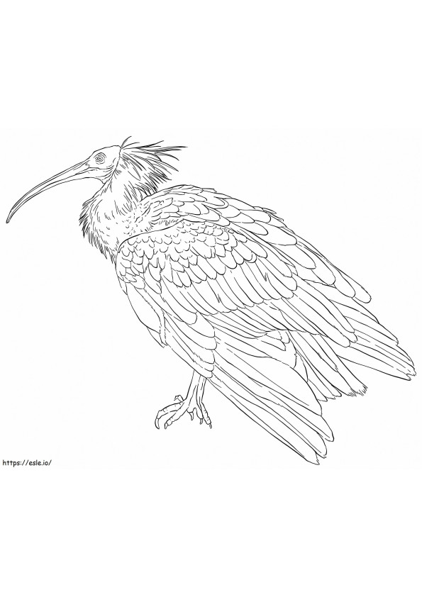 Waldrapp Ibis para colorir