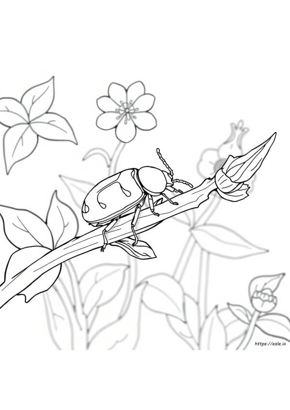 Realistic Beetle Coloring Page