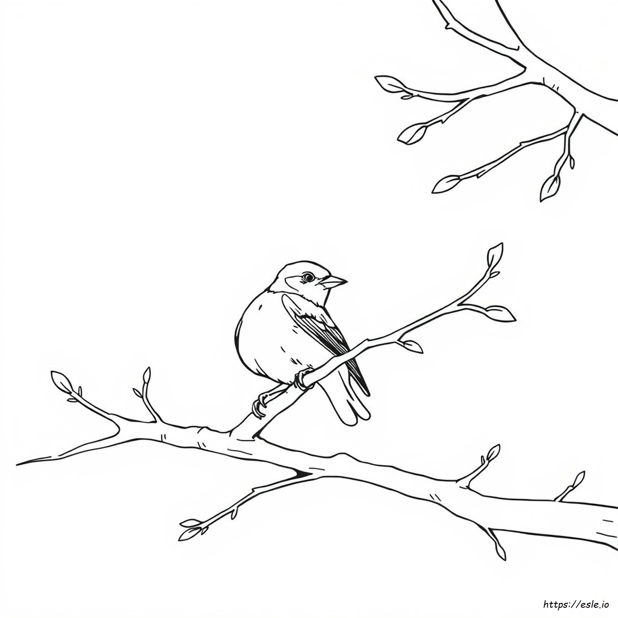 Sparrow Coloring Images