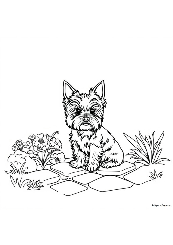 Yorkshire Terrier Boyama Sayfaları
