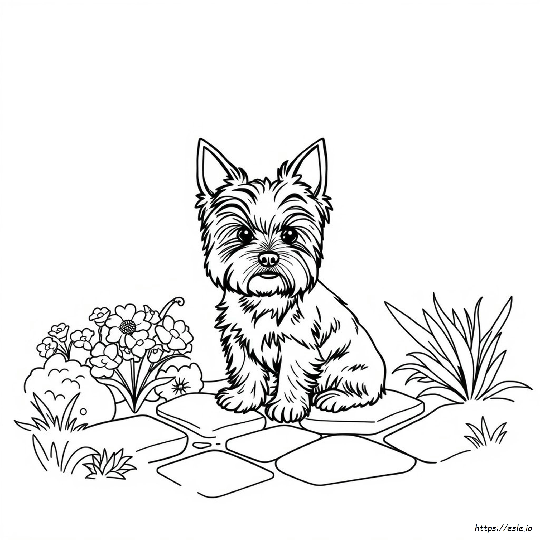 Yorkshire Terrier Ausmalbilder