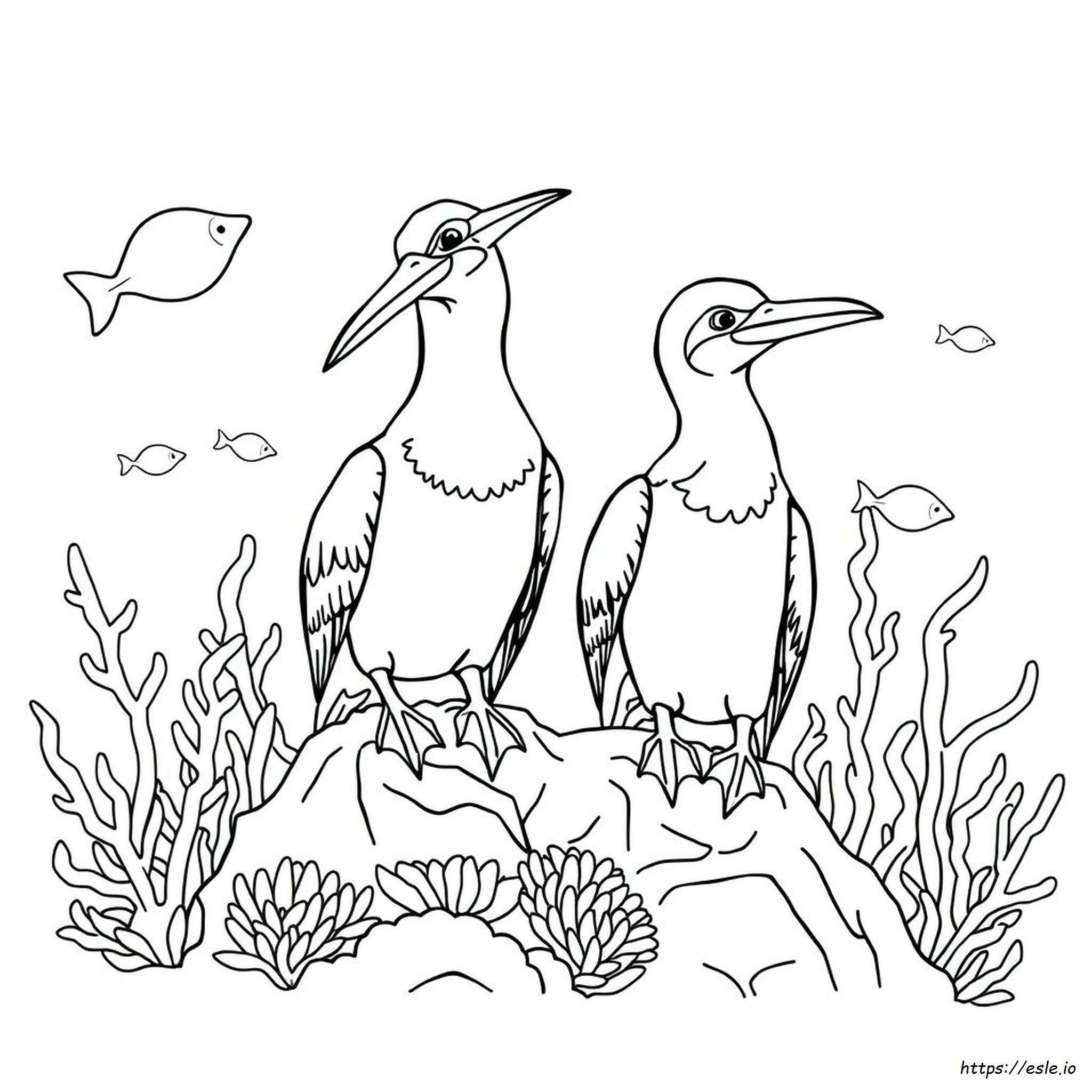 Blue Footed Booby Coloring Page