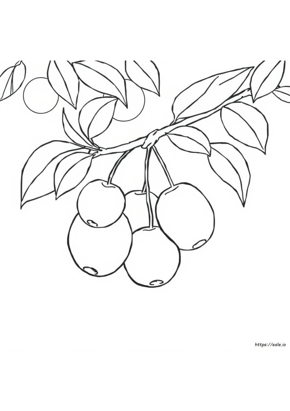 Plum Colouring Pages