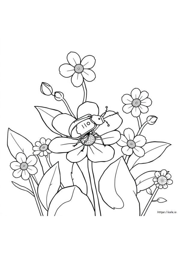 Beetle Coloring Pages