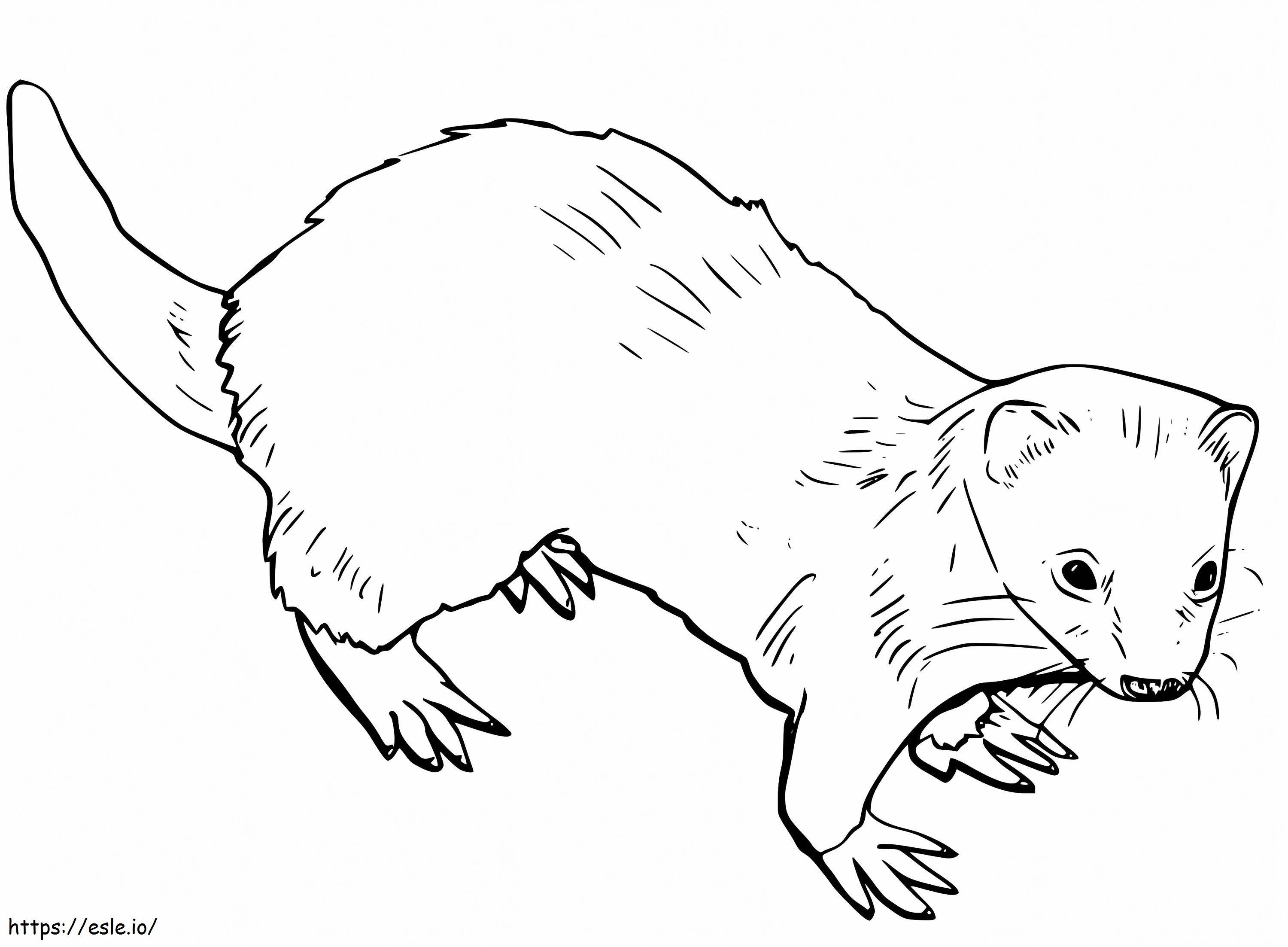 Ferret 9 coloring page