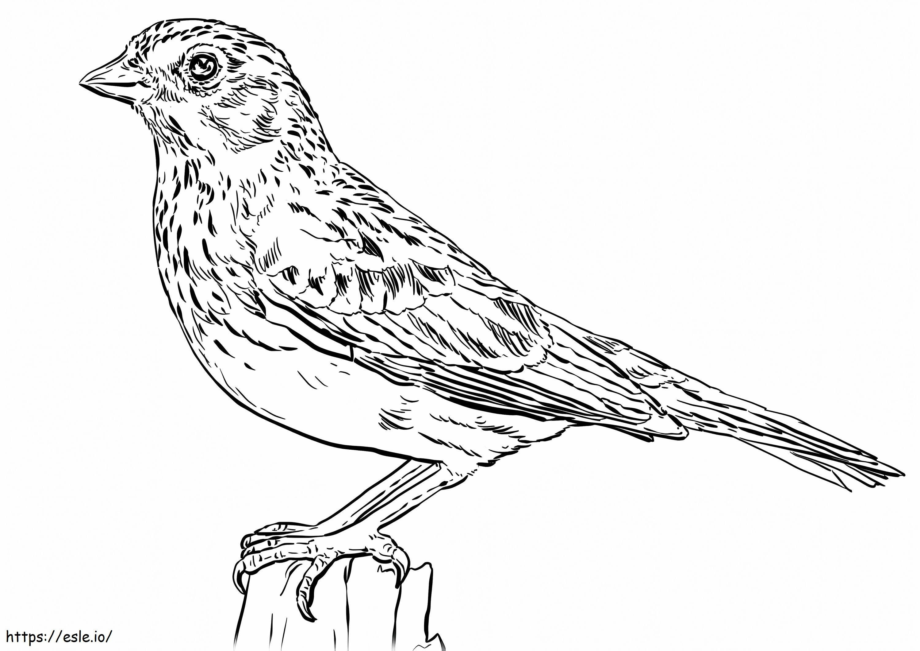 Vesper Sparrow värityskuva