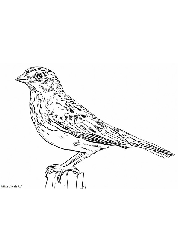Vesper Sparrow coloring page