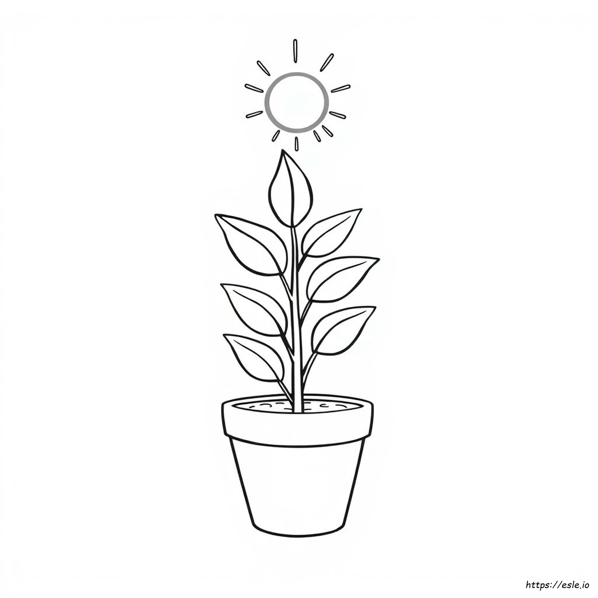 Plant Coloring Pages For Kids