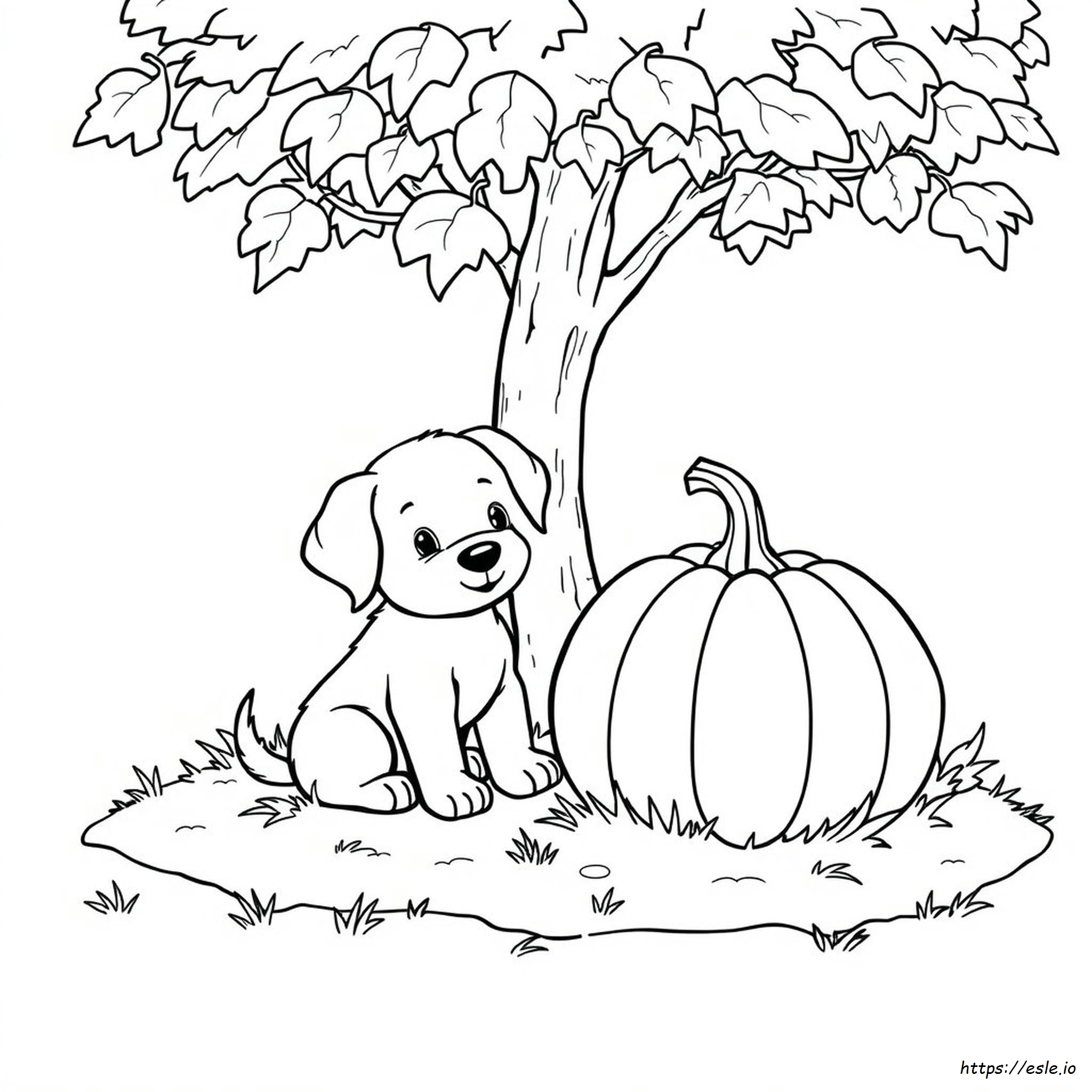 Cucciolo Di Zucca Da Colorare