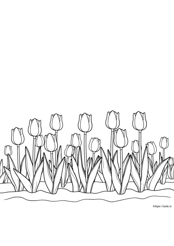 Coloriage Tulipe